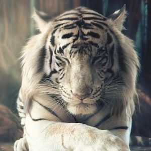 Meet your Posher, Kassi